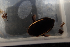 Hydaticus exclamationis