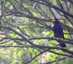 Turdus flavipes