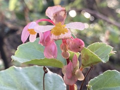 Begonia cucullata