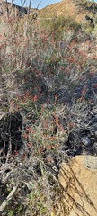 Justicia californica