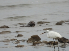 Egretta gularis