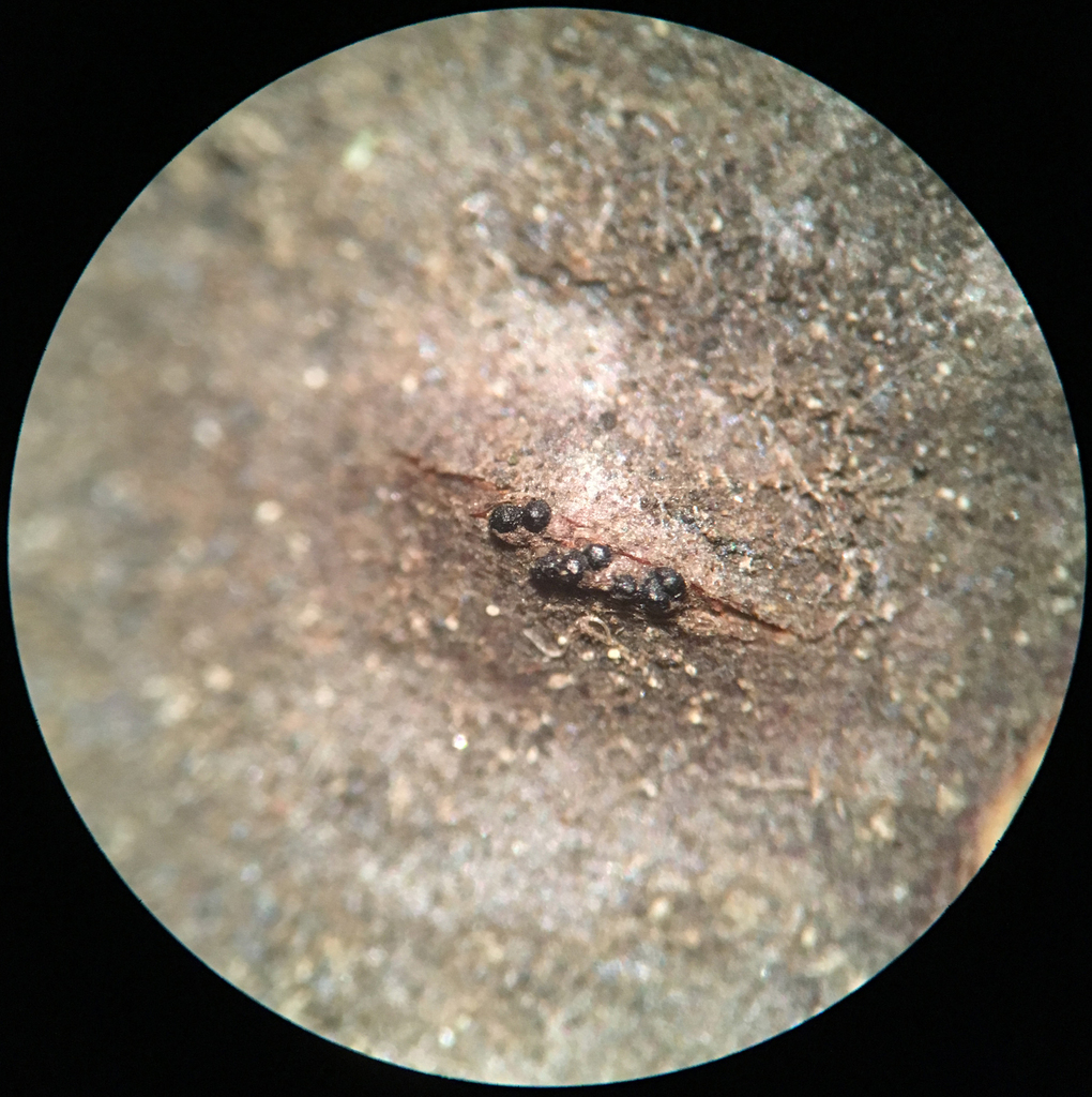 Phaeodiaporthe