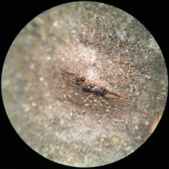 Phaeodiaporthe appendiculata