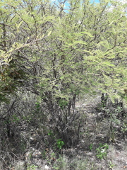 Vachellia aroma