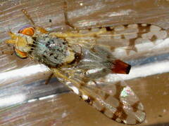 Austrotephritis pelia