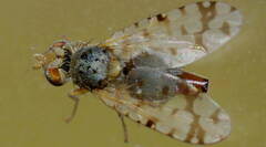 Austrotephritis pelia