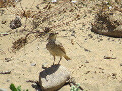 Geositta cunicularia