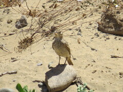 Geositta cunicularia