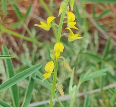 Crotalaria sphaerocarpa sphaerocarpa