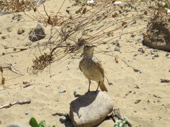 Geositta cunicularia