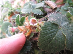 Potentilla micrantha