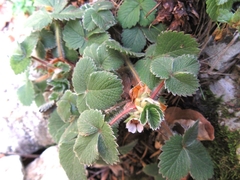 Potentilla micrantha