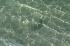 Pseudobatos productus