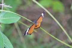 Danaus chrysippus bataviana