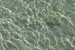 Pseudobatos productus