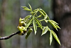 Carya ovata ovata