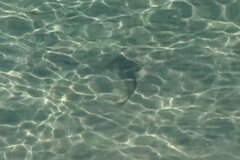 Pseudobatos productus