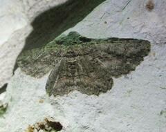 Anavitrinella pampinaria