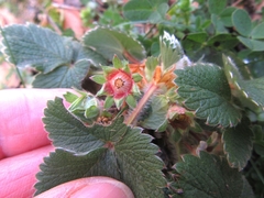 Potentilla micrantha