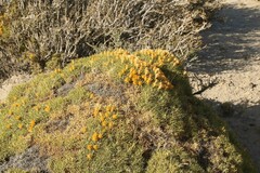 Chuquiraga avellanedae