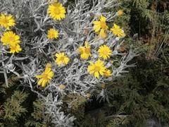 Senecio mairetianus