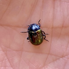 Chrysolina auripennis