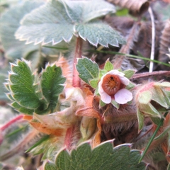 Potentilla micrantha