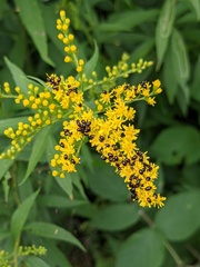 Phalacridae