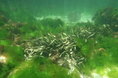 Posidonia australis