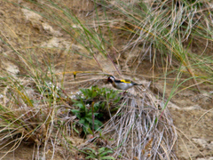 Carduelis carduelis britannica