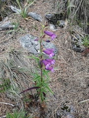 Penstemon gentianoides