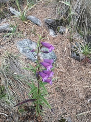 Penstemon gentianoides