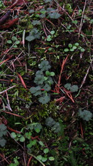 Lithophragma parviflorum