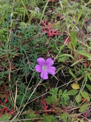 Geranium potentillifolium