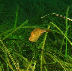 Scobinichthys granulatus