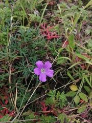 Geranium potentillifolium