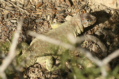 Liolaemus melanops
