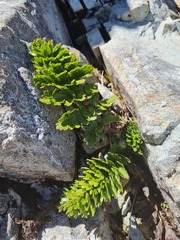 Anisotome pilifera
