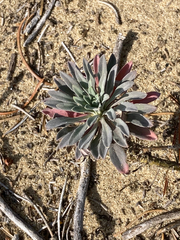 Boechera retrofracta