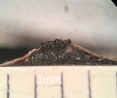 Phaeodiaporthe appendiculata