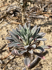 Boechera retrofracta