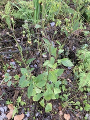 Crassocephalum crepidioides