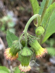 Crassocephalum crepidioides