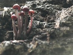 Mycena haematopus