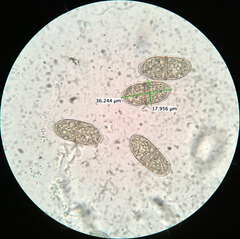 Phaeodiaporthe appendiculata