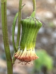 Crassocephalum crepidioides