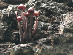 Mycena haematopus