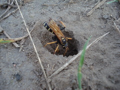 Parabatozonus lacerticida