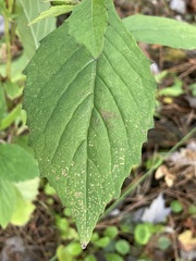 Crassocephalum crepidioides