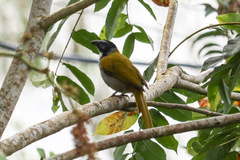 Saltator atriceps